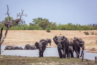 Afrika bush fil sürüsü en önden görünüm Kruger National park, Güney Afrika için yürüyüş; Nakit Loxodonta africana ailesi fil