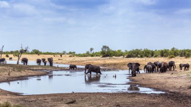 Kruger National park lake yan sahne, Güney Afrika Afrika bush fil; Nakit Loxodonta africana ailesi fil