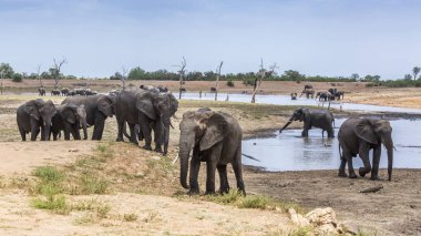 Afrika bush fil sahne lake Side Kruger National park, Güney Afrika sürüsü; Nakit Loxodonta africana ailesi fil