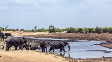 Afrika bush fil Kruger National park, Güney Afrika için; Nakit Loxodonta africana ailesi fil