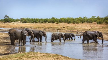 Afrika çalı fil sürüsü Güney Afrika 'daki Kruger Ulusal Parkı' ndan geçmekte, Specie Loxodonta africana fil familyasından.