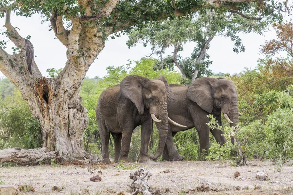 Due Elefanti Del Bush Africano Nel Parco Nazionale Kruger Sud — Foto Stock