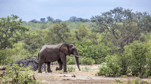Elefante Arbusto Africano Caminando Arbusto Verde Parque Nacional Kruger Sudáfrica — Foto de Stock