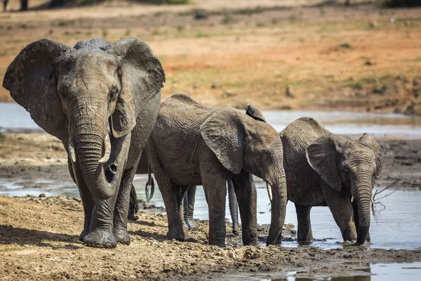 Afrikaanse Bush Elephant Familie Drinken Waterhole Kruger National Park Zuid — Stockfoto