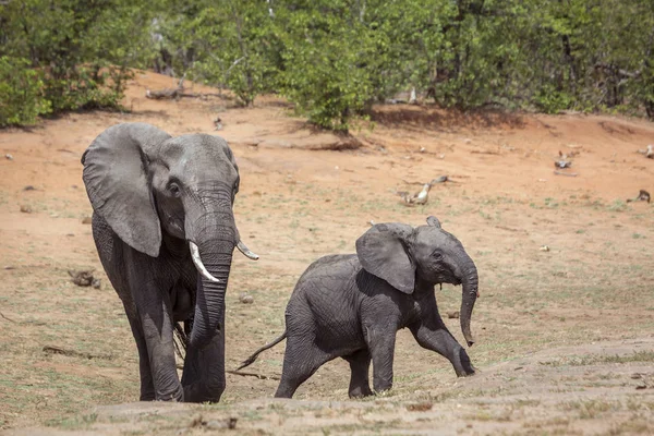 Elefante Cespuglio Africano Nel Parco Nazionale Kruger Sud Africa Famiglia — Foto Stock