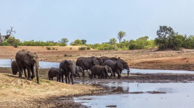 Afrika bush fil sürüsü lake Side Kruger National park, Güney Afrika için; Nakit Loxodonta africana ailesi fil