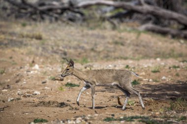 Kruger National park, Güney Afrika yürüyüş ortak duiker erkek; Nakit Sylvicapra grimmia aile Bovidae