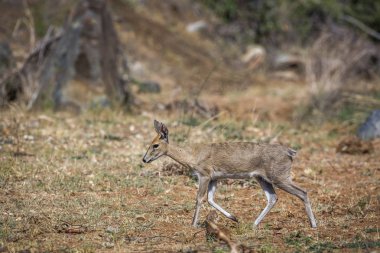 Kruger National park, Güney Afrika yürüyüş ortak duiker erkek; Nakit Sylvicapra grimmia aile Bovidae
