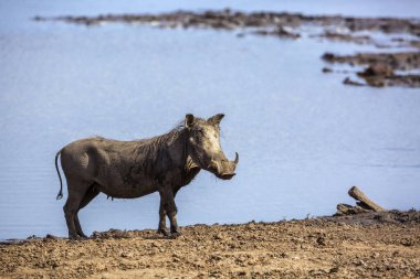 Ortak warthog mavi su Kruger National park, Güney Afrika için izole; Nakit Phacochoerus africanus ailesi Domuzgiller