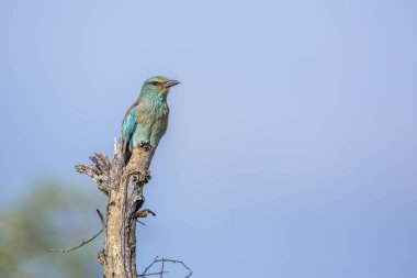 Avrupa mavi gökyüzünde Kruger National park, Güney Afrika için izole Roller; Nakit Coracias garrulus ailesi Coraciidae