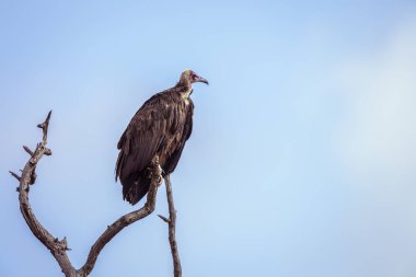 Kukuletalı akbaba Kruger National park, Güney Afrika için; Nakit aile Necrosyrtes monachus türü
