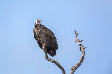 Kukuletalı akbaba Kruger National park, Güney Afrika için; Nakit aile Necrosyrtes monachus türü