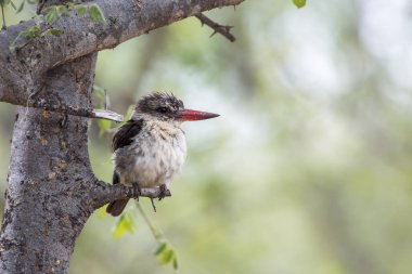 Çizgili Kingfisher Kruger National park, Güney Afrika Juvenil; Nakit Halcyon albiventris ailesi Alcedinidae