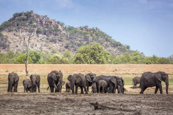 Kruger National park sahne, Güney Afrika Afrika bush fil sürüsü; Nakit Loxodonta africana ailesi fil