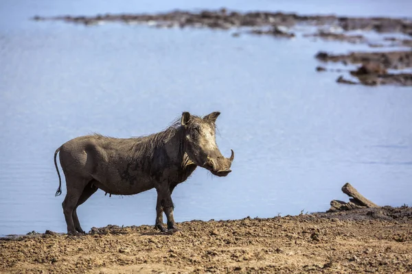 Közös Warthog Elszigetelt Kék Víz Kruger Nemzeti Park Dél Afrikai — Stock Fotó