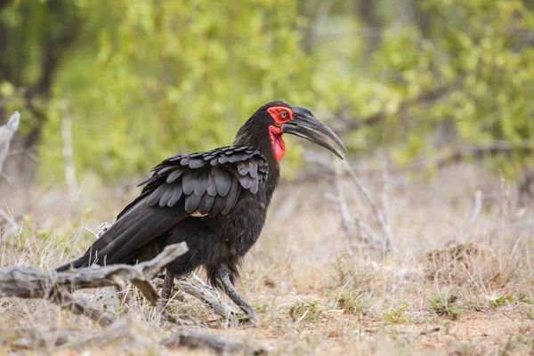 Südlicher Erdhornvogel Der Savanne Kruger Nationalpark Südafrika Art Bucorvus Leadbeateri — Stockfoto