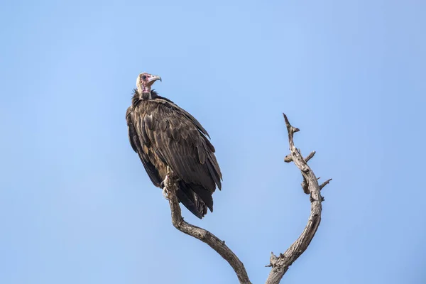 南非克鲁格国家公园的头戴秃鹰 仙人掌的特殊家族 — 图库照片