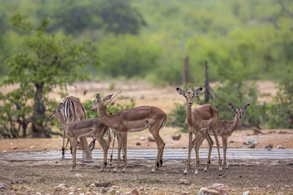 Gyakori Impala Dél Afrikai Kruger Nemzeti Parkban Faj Aepyceros Melampus — Stock Fotó