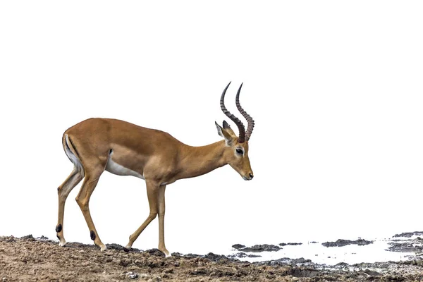 Impala Commun Isolé Arrière Plan Blanc Dans Parc National Kruger — Photo