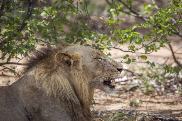 Portrait Lion Africain Jeune Homme Dans Parc National Kruger Afrique — Photo
