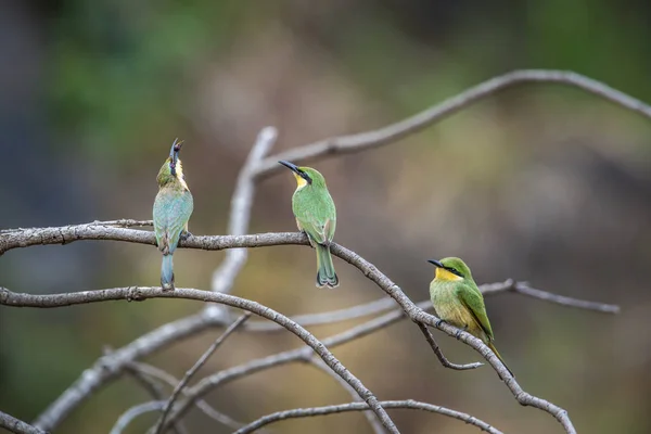 Three Little Bee Eater Branch Kruger National Park South Africa — Stock Photo, Image