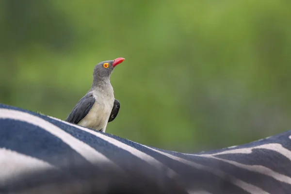 Červená Účtovány Oxpecker Zebra Zpět Krugerův Národní Park Jihoafrická Republika — Stock fotografie