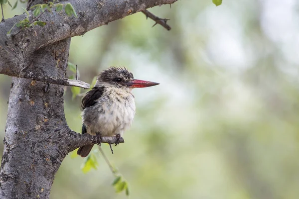 Çizgili Kingfisher Kruger National Park Güney Afrika Juvenil Nakit Halcyon — Stok fotoğraf