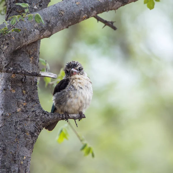 Çizgili Kingfisher Kruger National Park Güney Afrika Juvenil Nakit Halcyon — Stok fotoğraf