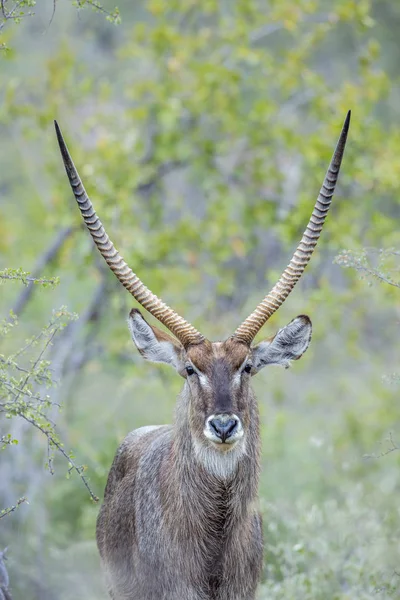 Retrato Macho Común Con Cuernos Waterbuck Parque Nacional Kruger Sudáfrica —  Fotos de Stock