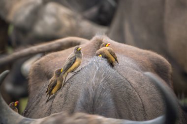 Yellow billed Oxpecker on a buffalo back in Kruger National park, South Africa ; Specie Buphagus africanus family of Buphagidae clipart