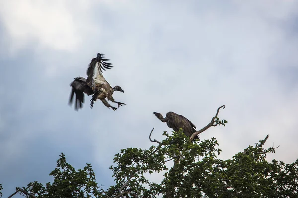 Biały Kopii Sęp Lądowania Drzewo Kruger National Park Afryka Południowa — Zdjęcie stockowe