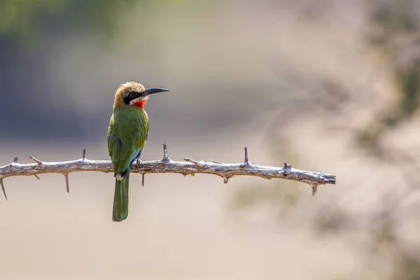 White Fronted Bee Eater Branch Kruger National Park South Africa — Stock Photo, Image