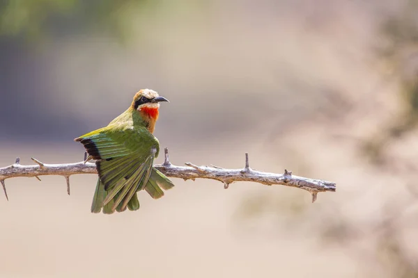 White Fronted Bee Eater Spreading Wing Kruger National Park South — Stock Photo, Image