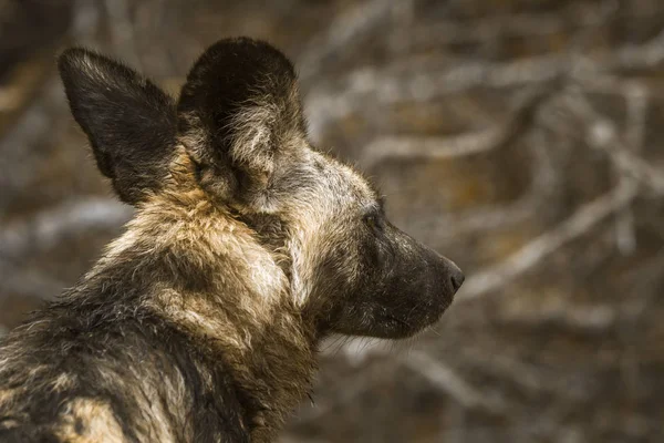 Retrato Perro Salvaje Africano Parque Nacional Kruger Sudáfrica Especie Lycaon — Foto de Stock