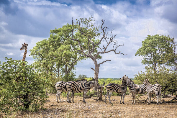 Plains zebra and giraffe in Kruger scenery National park, South Africa ; Specie Equus quagga burchellii family of Equidae