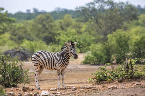 クルーガー国立公園 南アフリカで緑のサバンナのシマウマウマ科の正貨エクウス クアッガ Burchellii — ストック写真