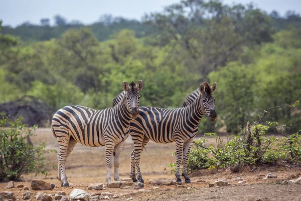 シマウマのクルーガー国立公園 南アフリカ共和国 ウマ科の正貨エクウス クアッガ Burchellii — ストック写真