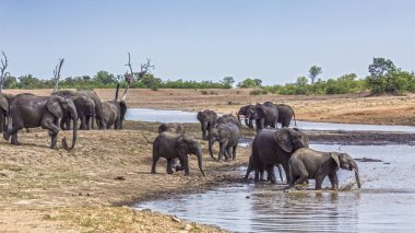 Afrika bush fil sürüsü geçişi su birikintisinin Kruger National park, Güney Afrika için; Nakit Loxodonta africana ailesi fil