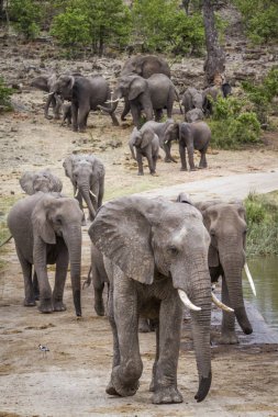 Afrika bush fil sürüsü yürüyüş önden görünüm Kruger National park, Güney Afrika için; Nakit Loxodonta africana ailesi fil