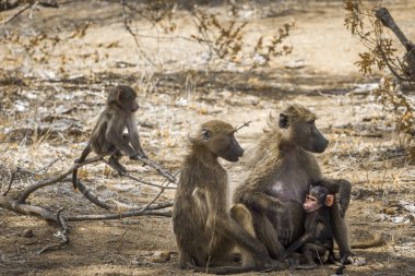 Chacma maymun aile bebekler Kruger National park, Güney Afrika ile; Nakit Papio ursinus ailesi Cercopithecidae