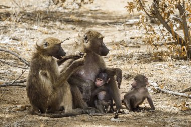 Chacma maymun aile bebekler Kruger National park, Güney Afrika ile; Nakit Papio ursinus ailesi Cercopithecidae