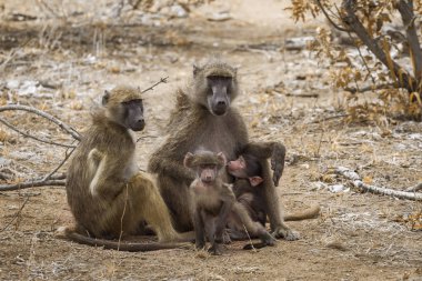 Chacma maymun aile bebekler Kruger National park, Güney Afrika ile; Nakit Papio ursinus ailesi Cercopithecidae