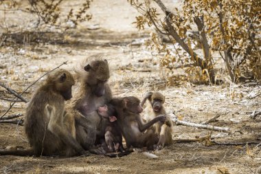Chacma maymun aile bebekler Kruger National park, Güney Afrika ile; Nakit Papio ursinus ailesi Cercopithecidae