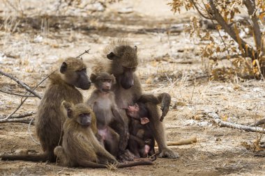 Chacma maymun aile bebekler Kruger National park, Güney Afrika ile; Nakit Papio ursinus ailesi Cercopithecidae