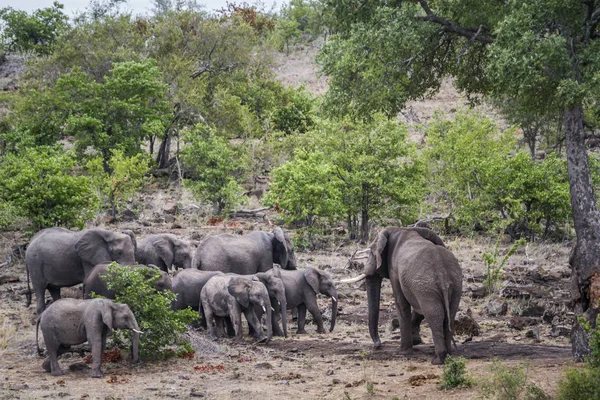African Bush Elephant Herd Young Animals Kruger National Park South — Stock Photo, Image