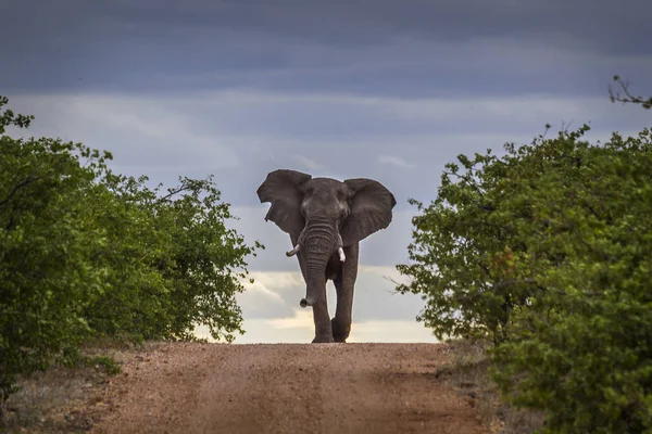 Elefante Arbusto Africano Parque Nacional Kruger Sudáfrica Especie Loxodonta Africana —  Fotos de Stock