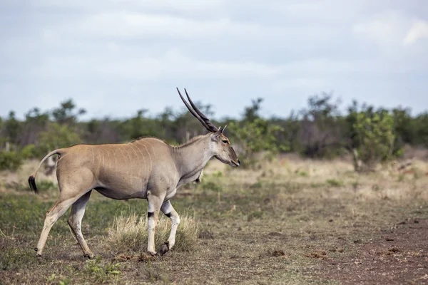 Terrain Commun Mâle Cornes Marchant Dans Parc National Kruger Afrique — Photo