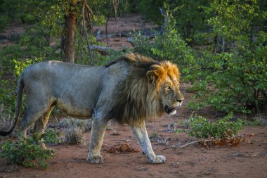 Afrika aslanı erkek alacakaranlıkta Kruger National park, Güney Afrika yürüyüş; Kedigiller nakit Panthera leo ailesi