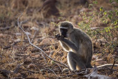 Kruger National park, Güney Afrika Bush tohumları yemek vervet maymun; Nakit Chlorocebus pygerythrus ailesinin Cercopithecidae