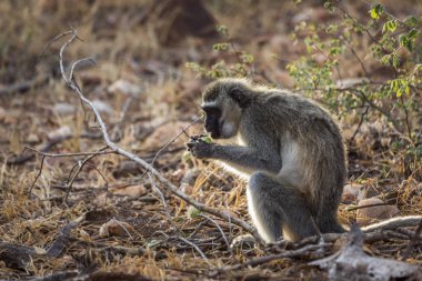 Kruger National park, Güney Afrika Bush tohumları yemek vervet maymun; Nakit Chlorocebus pygerythrus ailesinin Cercopithecidae